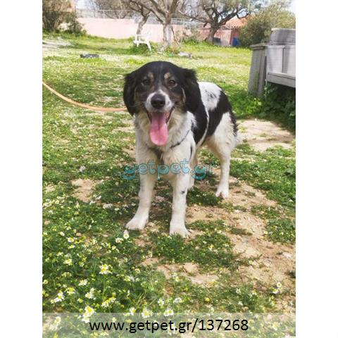 Δίνεται για υιοθεσία - χαρίζεται ημίαιμη σκυλίτσα