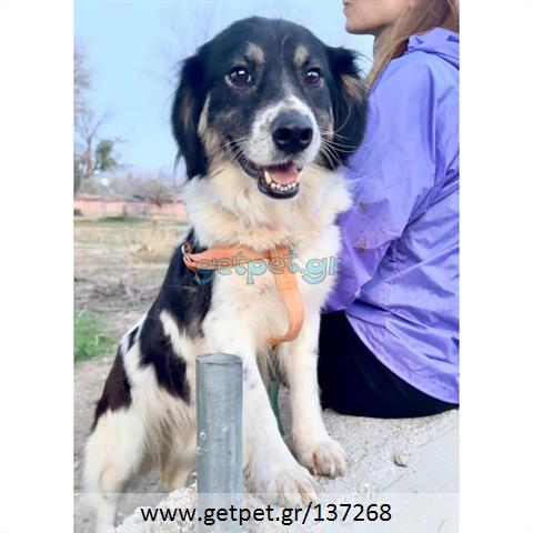 Δίνεται για υιοθεσία - χαρίζεται ημίαιμη σκυλίτσα