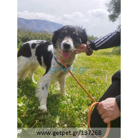 Δίνεται για υιοθεσία - χαρίζεται ημίαιμη σκυλίτσα