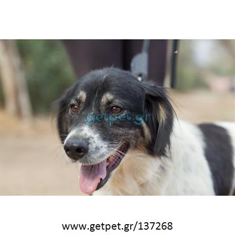 Δίνεται για υιοθεσία - χαρίζεται ημίαιμη σκυλίτσα