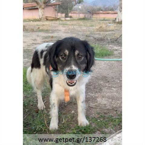 Δίνεται για υιοθεσία - χαρίζεται ημίαιμη σκυλίτσα