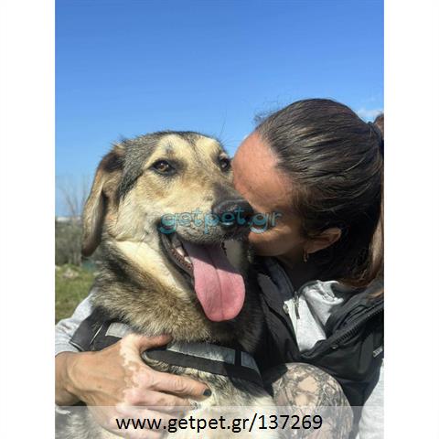 Δίνεται για υιοθεσία - χαρίζεται ημίαιμος γάτος