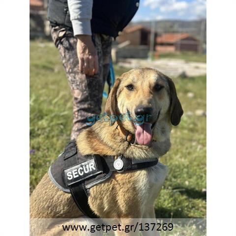 Δίνεται για υιοθεσία - χαρίζεται ημίαιμος γάτος