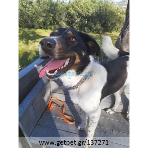 Δίνεται για υιοθεσία - χαρίζεται ημίαιμο κουτάβι