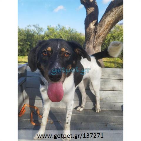 Δίνεται για υιοθεσία - χαρίζεται ημίαιμο κουτάβι