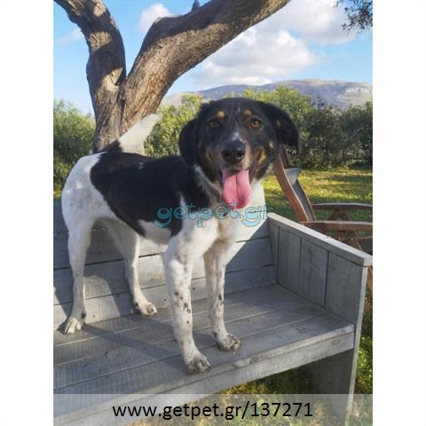 Δίνεται για υιοθεσία - χαρίζεται ημίαιμο κουτάβι