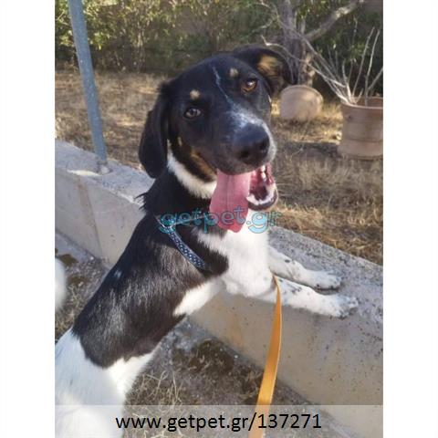 Δίνεται για υιοθεσία - χαρίζεται ημίαιμο κουτάβι