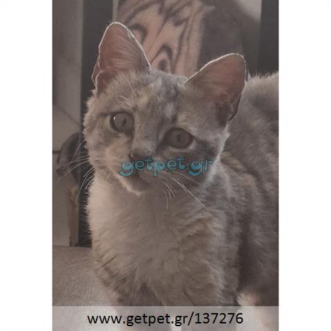 Δίνεται για υιοθεσία - χαρίζεται ημίαιμο γατάκι Russian - Ρωσσική