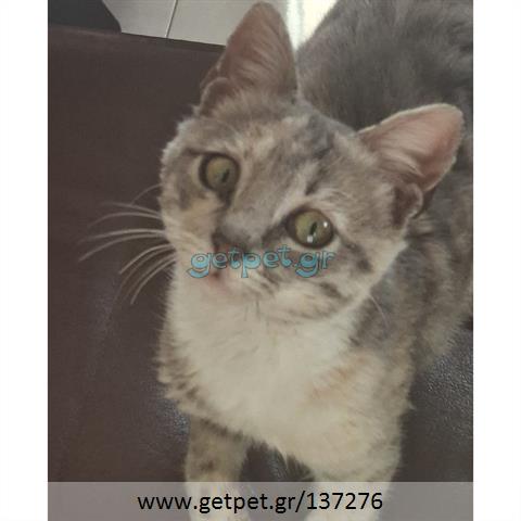 Δίνεται για υιοθεσία - χαρίζεται ημίαιμο γατάκι Russian - Ρωσσική