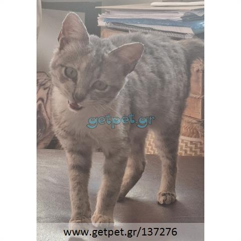 Δίνεται για υιοθεσία - χαρίζεται ημίαιμο γατάκι Russian - Ρωσσική