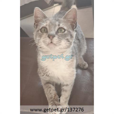 Δίνεται για υιοθεσία - χαρίζεται ημίαιμο γατάκι Russian - Ρωσσική