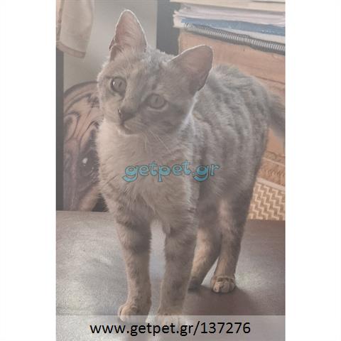 Δίνεται για υιοθεσία - χαρίζεται ημίαιμο γατάκι Russian - Ρωσσική