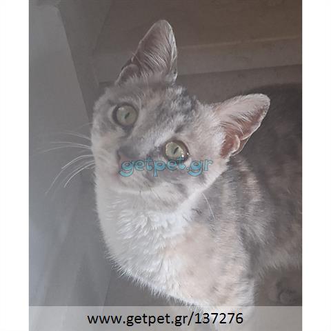 Δίνεται για υιοθεσία - χαρίζεται ημίαιμο γατάκι Russian - Ρωσσική