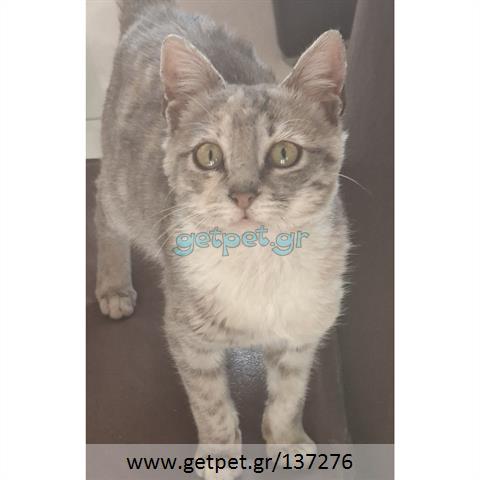 Δίνεται για υιοθεσία - χαρίζεται ημίαιμο γατάκι Russian - Ρωσσική