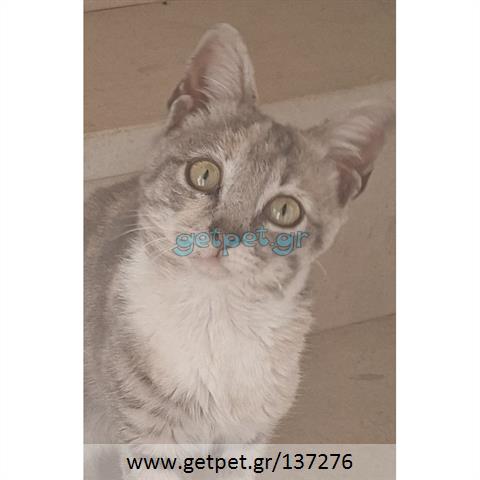 Δίνεται για υιοθεσία - χαρίζεται ημίαιμο γατάκι Russian - Ρωσσική