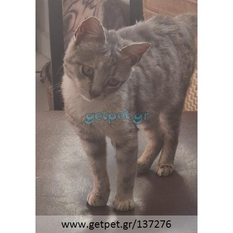 Δίνεται για υιοθεσία - χαρίζεται ημίαιμο γατάκι Russian - Ρωσσική