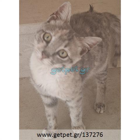 Δίνεται για υιοθεσία - χαρίζεται ημίαιμο γατάκι Russian - Ρωσσική