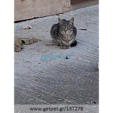 Δίνεται για υιοθεσία - χαρίζεται ημίαιμο γατάκι