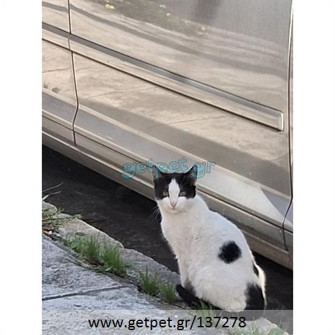 Δίνεται για υιοθεσία - χαρίζεται ημίαιμο γατάκι