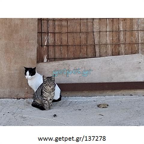 Δίνεται για υιοθεσία - χαρίζεται ημίαιμο γατάκι