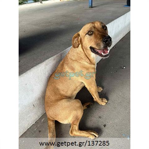 Δίνεται για υιοθεσία - χαρίζεται ημίαιμος σκυλάκος Pit Bull - Πίτ Μπουλ Τερριέ