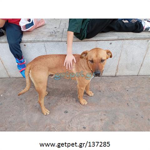 Δίνεται για υιοθεσία - χαρίζεται ημίαιμος σκυλάκος Pit Bull - Πίτ Μπουλ Τερριέ