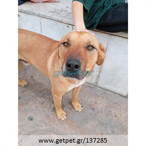 Δίνεται για υιοθεσία - χαρίζεται ημίαιμος σκυλάκος Pit Bull - Πίτ Μπουλ Τερριέ