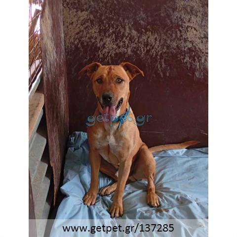 Δίνεται για υιοθεσία - χαρίζεται ημίαιμος σκυλάκος Pit Bull - Πίτ Μπουλ Τερριέ