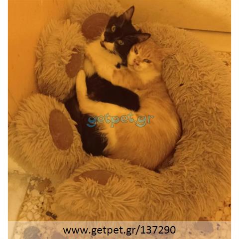 Δίνεται για υιοθεσία - χαρίζεται ημίαιμος γάτος