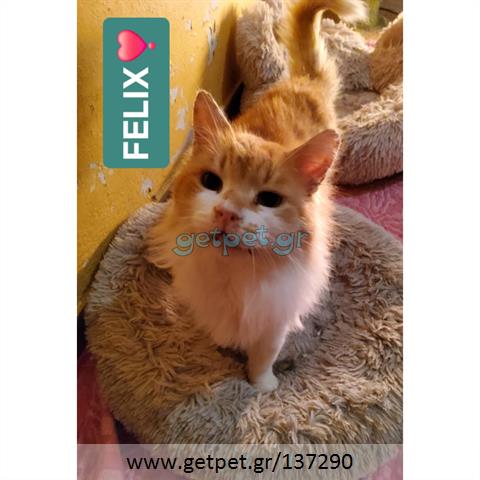 Δίνεται για υιοθεσία - χαρίζεται ημίαιμος γάτος
