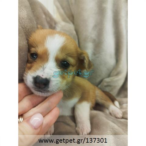 Δίνεται για υιοθεσία - χαρίζεται ημίαιμο κουτάβι