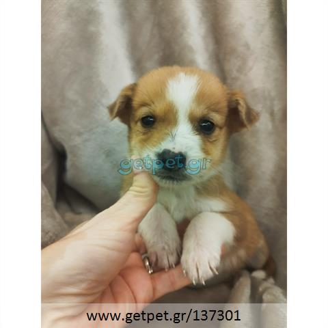 Δίνεται για υιοθεσία - χαρίζεται ημίαιμο κουτάβι