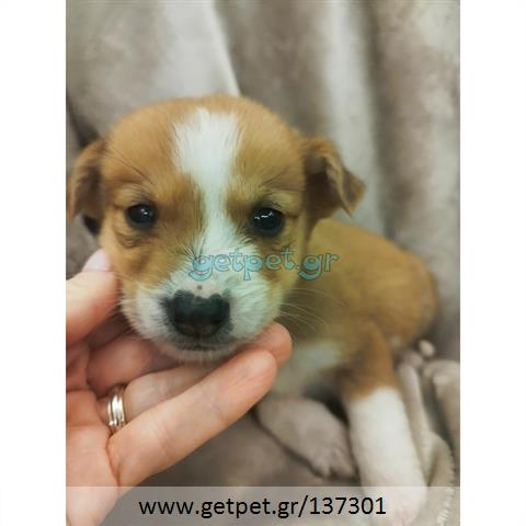 Δίνεται για υιοθεσία - χαρίζεται ημίαιμο κουτάβι