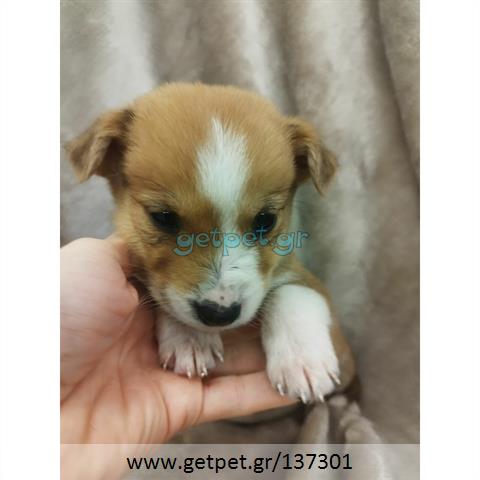 Δίνεται για υιοθεσία - χαρίζεται ημίαιμο κουτάβι