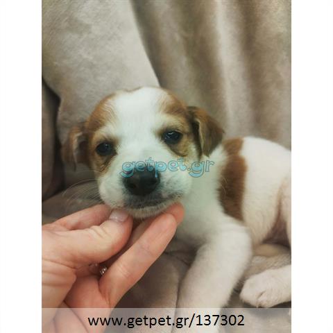 Δίνεται για υιοθεσία - χαρίζεται ημίαιμο κουτάβι