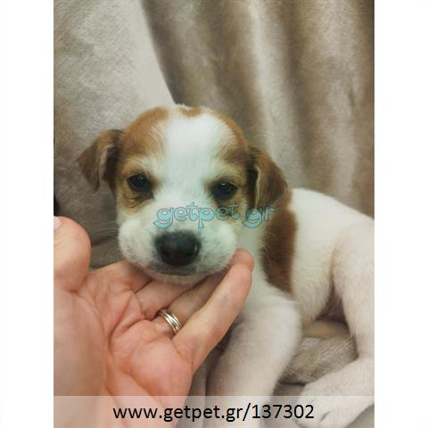 Δίνεται για υιοθεσία - χαρίζεται ημίαιμο κουτάβι