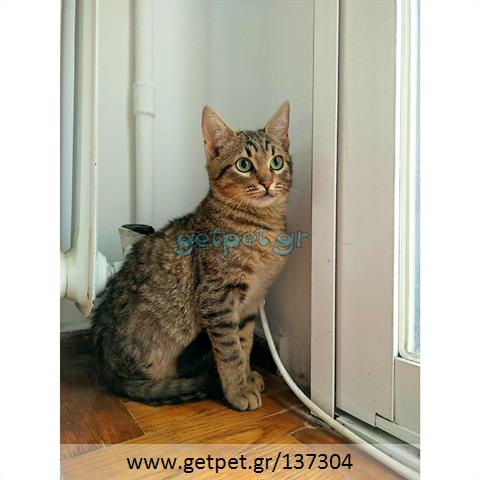 Δίνεται για υιοθεσία - χαρίζεται ημίαιμο γατάκι