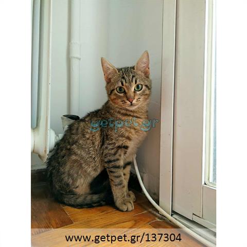 Δίνεται για υιοθεσία - χαρίζεται ημίαιμο γατάκι