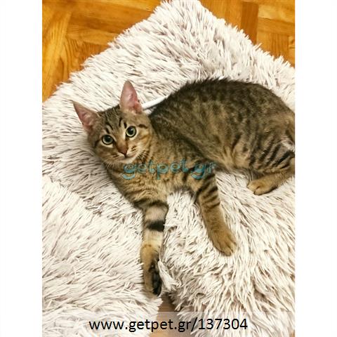 Δίνεται για υιοθεσία - χαρίζεται ημίαιμο γατάκι