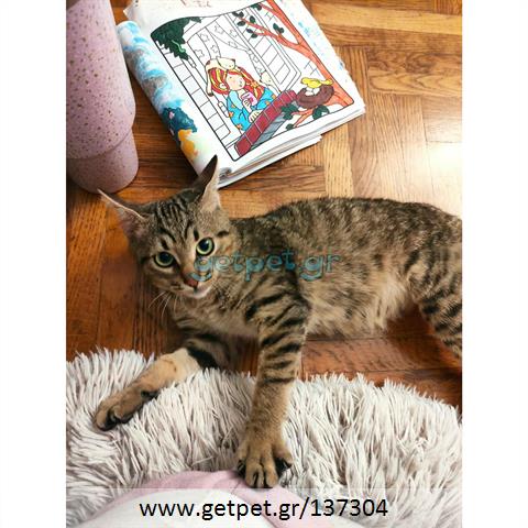 Δίνεται για υιοθεσία - χαρίζεται ημίαιμο γατάκι