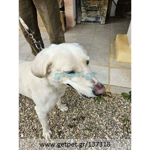 Δίνεται για υιοθεσία - χαρίζεται ημίαιμος σκυλάκος