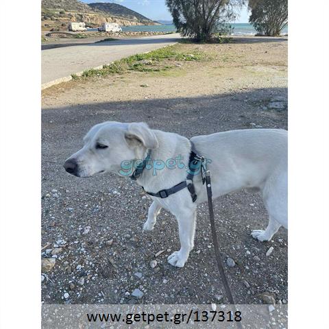 Δίνεται για υιοθεσία - χαρίζεται ημίαιμος σκυλάκος