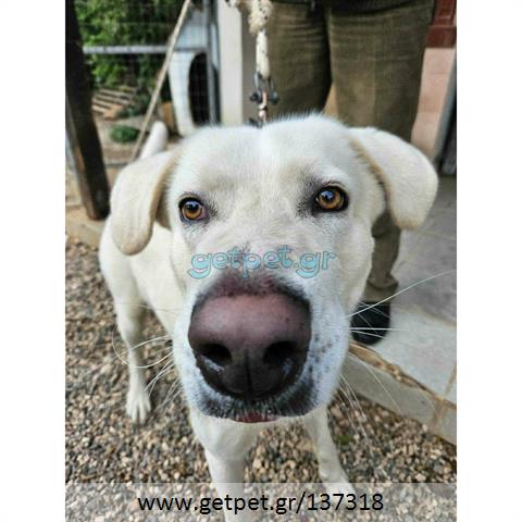 Δίνεται για υιοθεσία - χαρίζεται ημίαιμος σκυλάκος