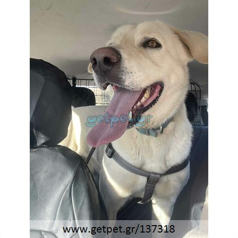 Δίνεται για υιοθεσία - χαρίζεται ημίαιμος σκυλάκος