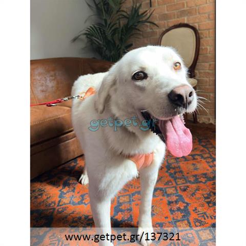 Δίνεται για υιοθεσία - χαρίζεται ημίαιμη σκυλίτσα Labrador Retriever - Λαμπραντόρ Ριτρίβερ