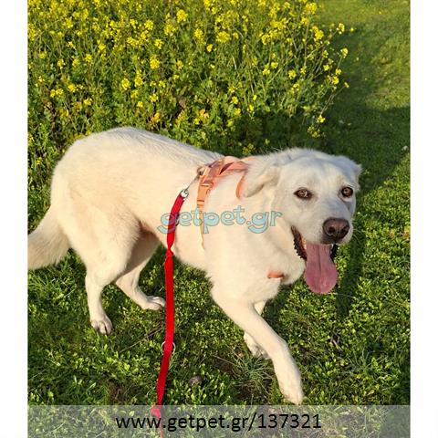 Δίνεται για υιοθεσία - χαρίζεται ημίαιμη σκυλίτσα Labrador Retriever - Λαμπραντόρ Ριτρίβερ