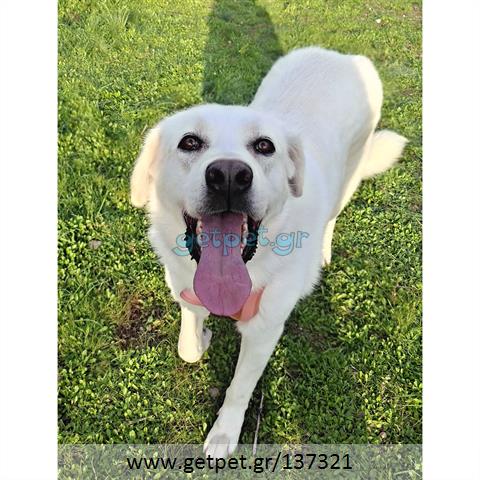 Δίνεται για υιοθεσία - χαρίζεται ημίαιμη σκυλίτσα Labrador Retriever - Λαμπραντόρ Ριτρίβερ