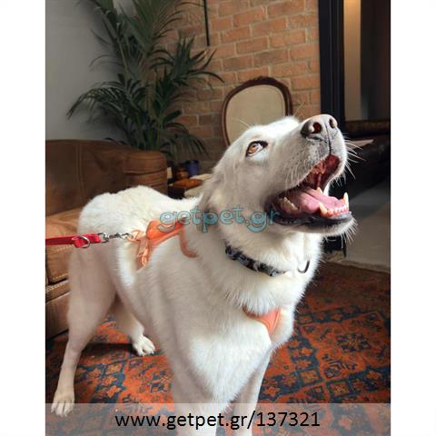 Δίνεται για υιοθεσία - χαρίζεται ημίαιμη σκυλίτσα Labrador Retriever - Λαμπραντόρ Ριτρίβερ