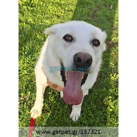 Δίνεται για υιοθεσία - χαρίζεται ημίαιμη σκυλίτσα Labrador Retriever - Λαμπραντόρ Ριτρίβερ