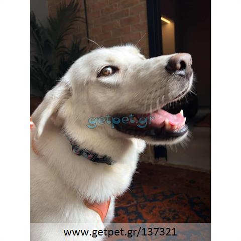 Δίνεται για υιοθεσία - χαρίζεται ημίαιμη σκυλίτσα Labrador Retriever - Λαμπραντόρ Ριτρίβερ